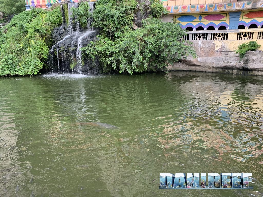 arapaima rosso batte caves