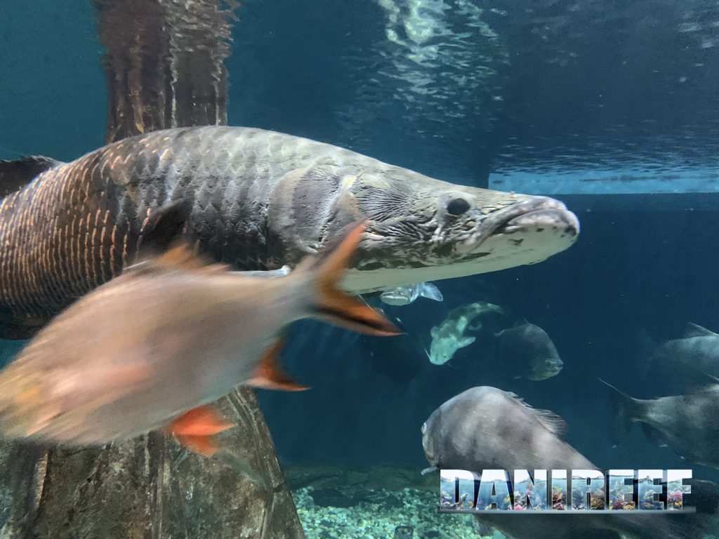 arapaima gigante in acquario a Kuala Lumpur