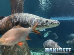 Aquaria KLCC: il più grande acquario dolce e marino della Malesia a Kuala Lumpur