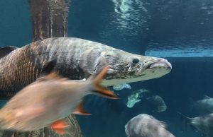 Aquaria KLCC: il più grande acquario dolce e marino della Malesia a Kuala Lumpur