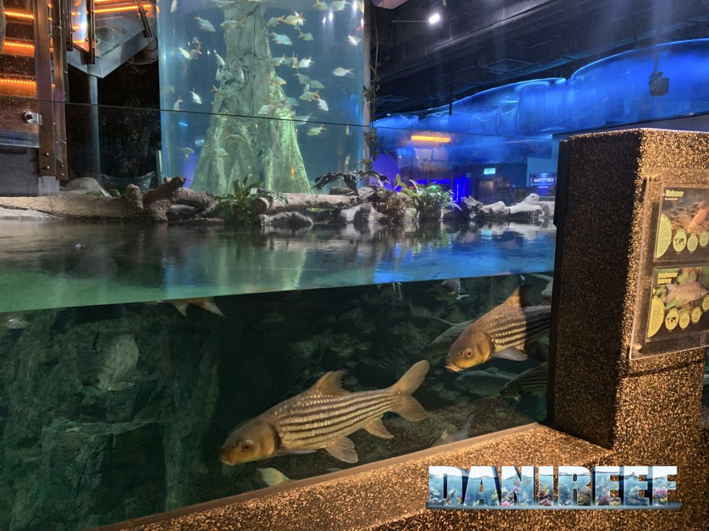 acquario gigante a colonna