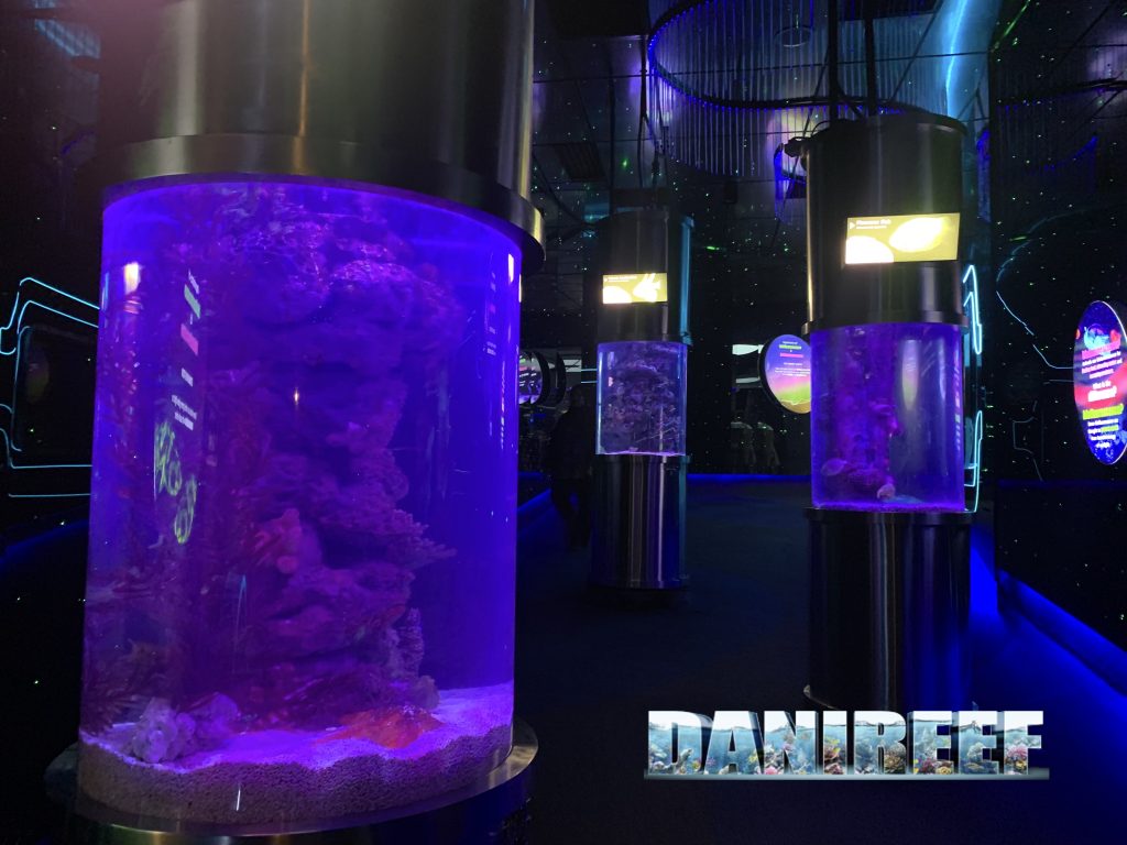 vasche per le fluorescenze degli animali da fondale