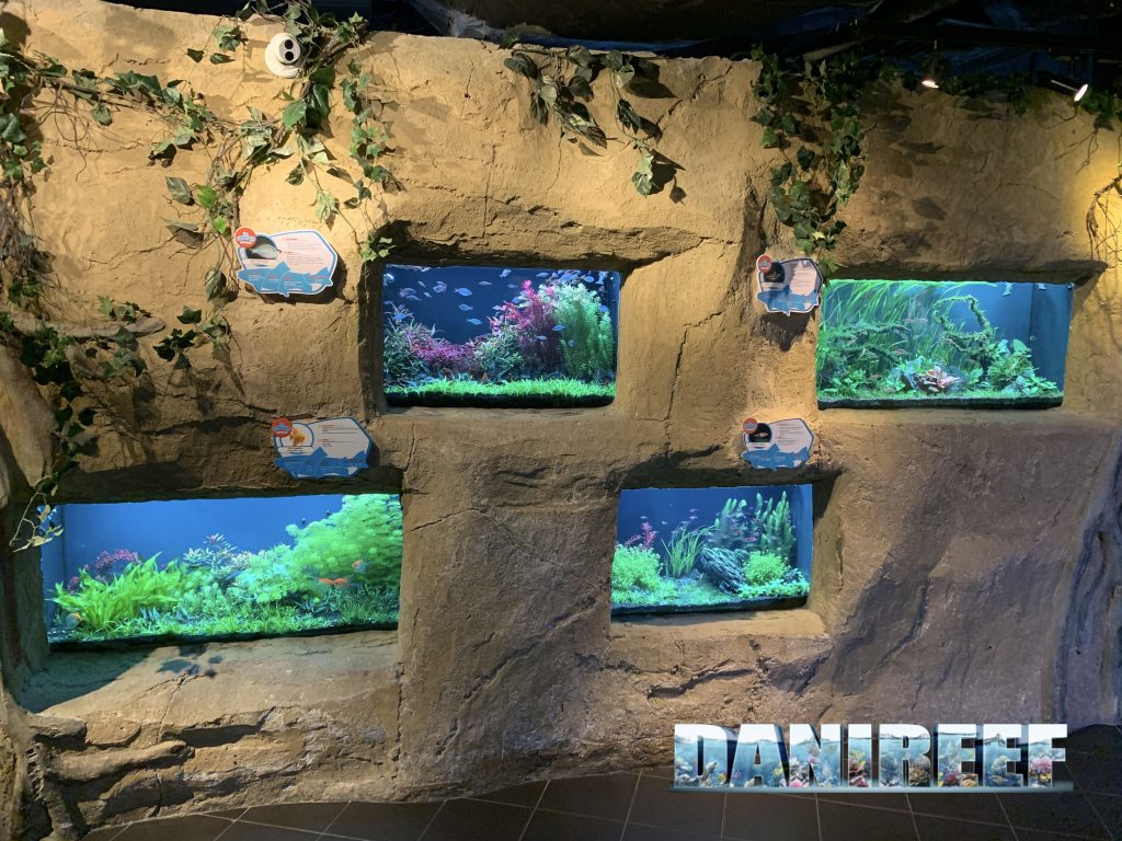 aquascaping con scalari