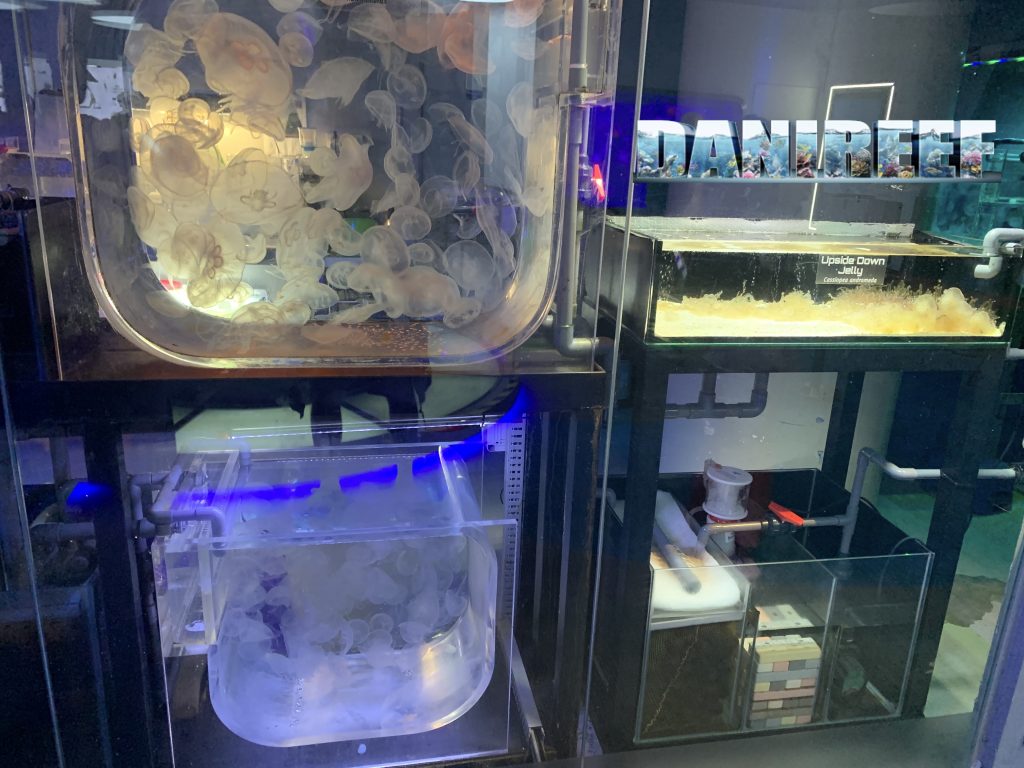 set up meduse