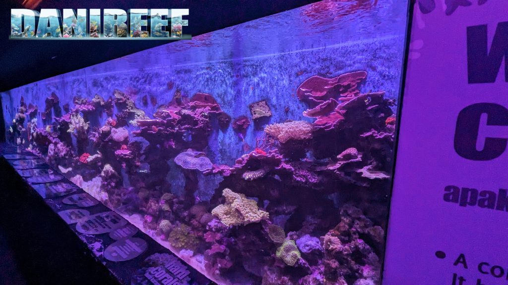 acquario marino di 5m in malesia