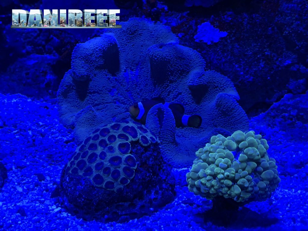 Amphiprion ocellaris in simbiosi con anemone