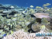 Atollo Ari Maldive: isola di Ukulhas tra coralli mante e squali balena