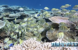 Atollo Ari Maldive: isola di Ukulhas tra coralli mante e squali balena