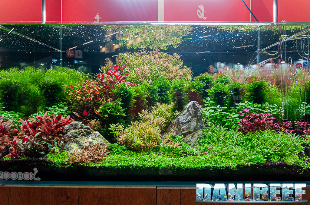 Contrasto rosso-verde per questo aquascaping di Chihiros Contrasto rosso-verde per questo aquascaping di Chihiros