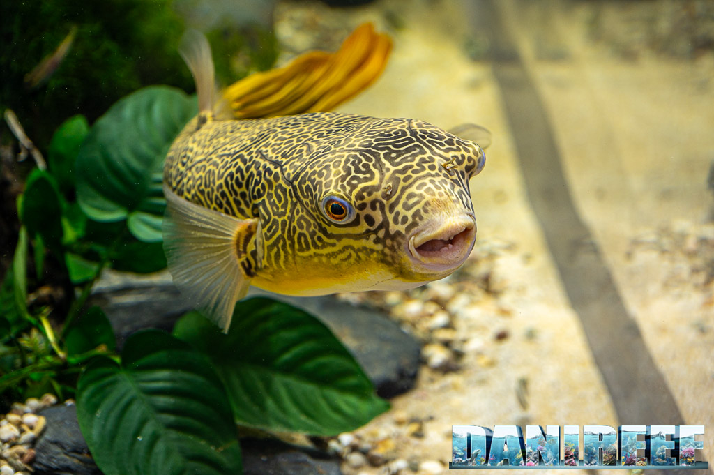 Pesce palla nel bellissimo acquario di Oliver Knot ad Interzoo 2024