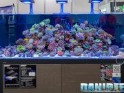 L’acquario più bello dell’Interzoo: Dinar Darum Lestari