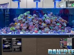 L’acquario più bello dell’Interzoo: Dinar Darum Lestari