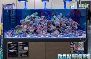 L’acquario più bello dell’Interzoo: Dinar Darum Lestari