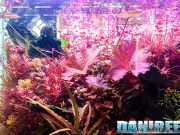 Le potature in acquario come gestirle nel migliore dei modi