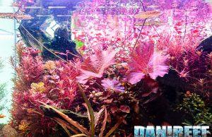 Le potature in acquario come gestirle nel migliore dei modi