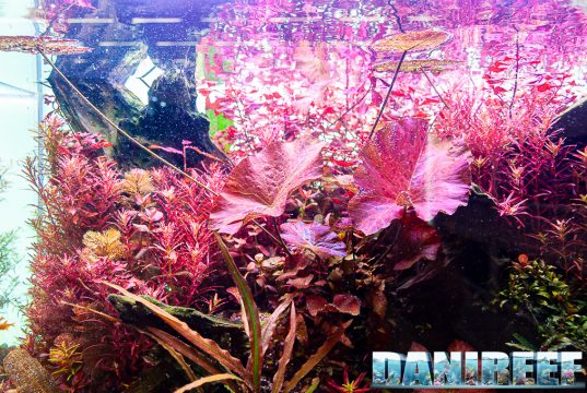 Le potature in acquario come gestirle nel migliore dei modi