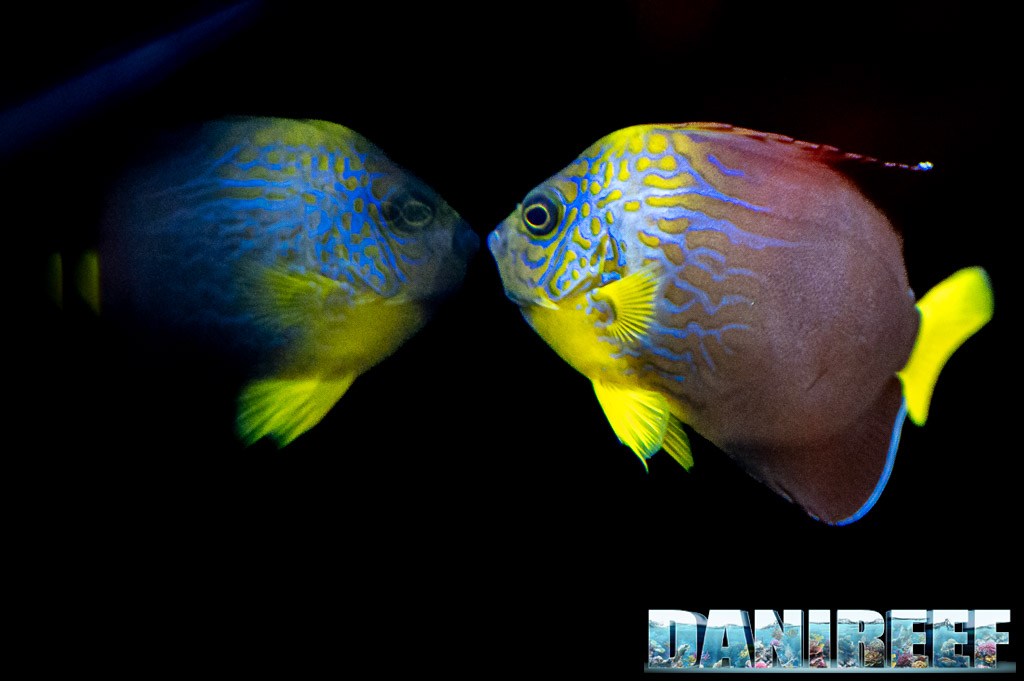 Una chicca presso lo stand DeJong MarinLife