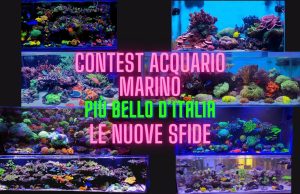 Contest Acquario Marino: le 4 sfide imperdibili di questa settimana