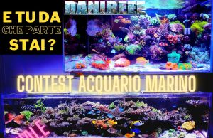 Contest Acquario Marino la finale: Xtweezer contro Khorru
