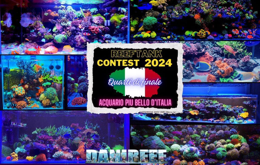 Contest Acquario Marino: in gara i magnifici 8 acquari marini rimasti