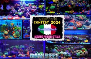 Contest Acquario Marino: in gara i magnifici 8 acquari marini rimasti