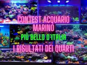 Quarti di Finale del Contest: Chi Passa alle Semifinali?
