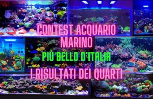 Quarti di Finale del Contest: Chi Passa alle Semifinali?