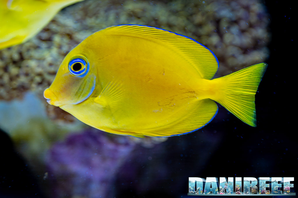 Acanthurus coeruleus