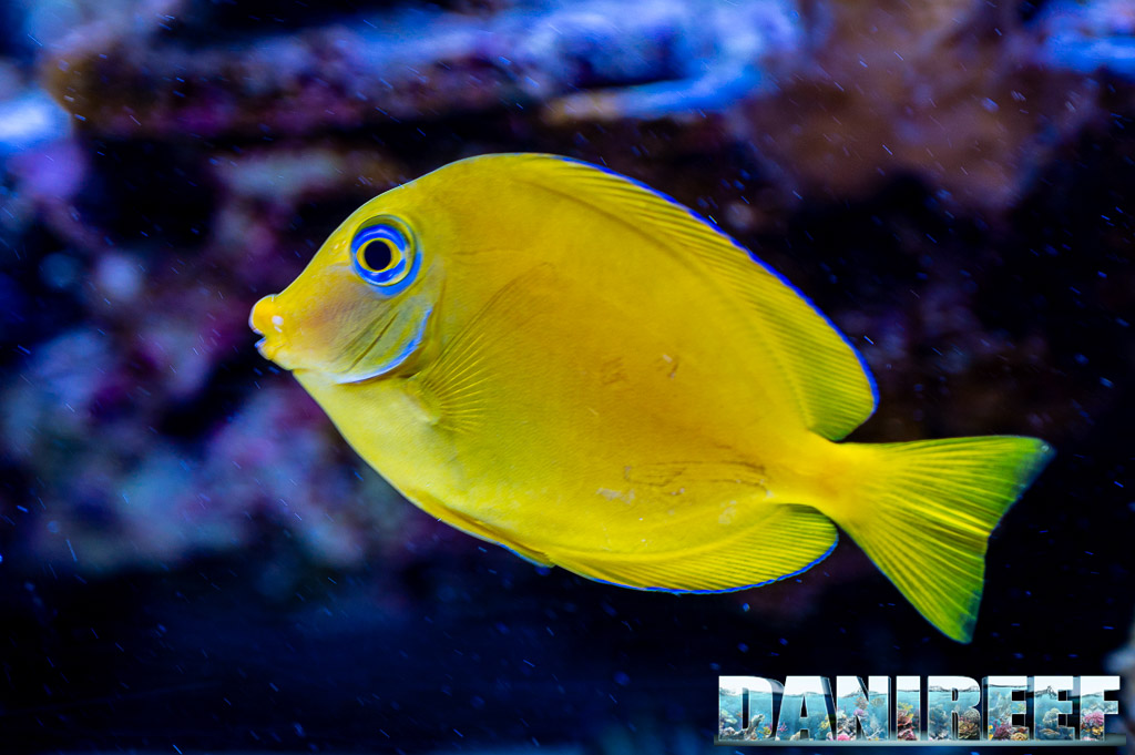 Acanthurus coeruleus