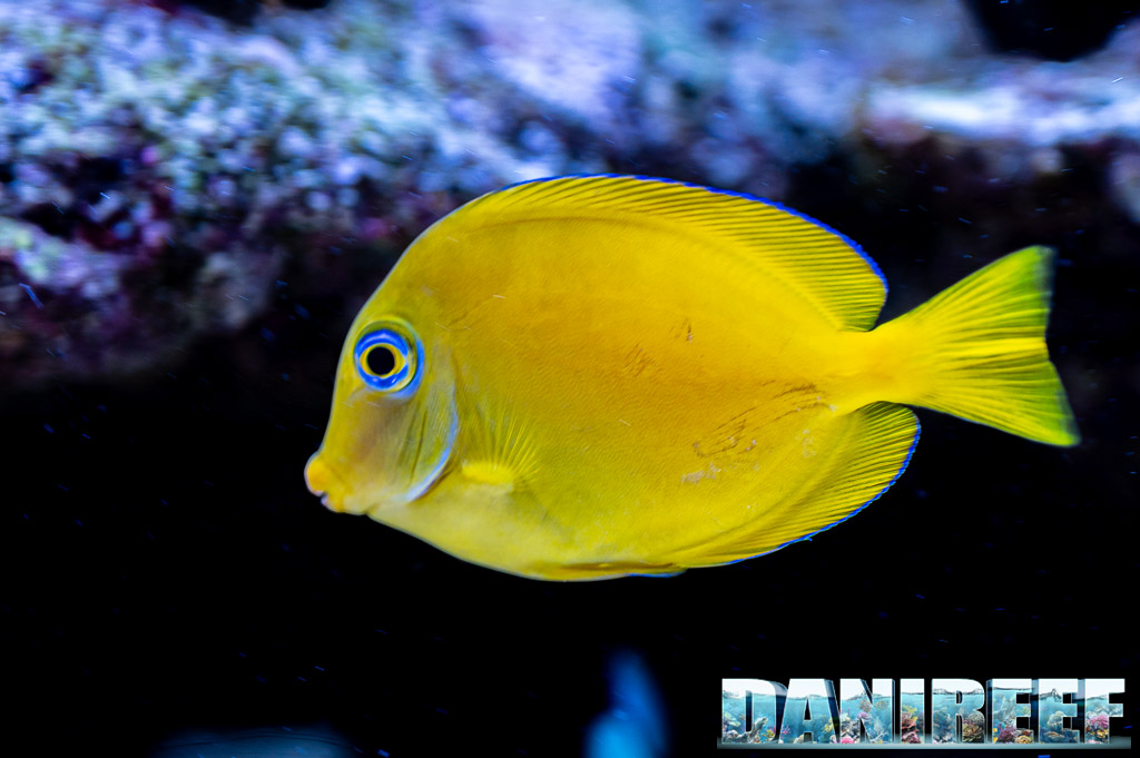 Acanthurus coeruleus