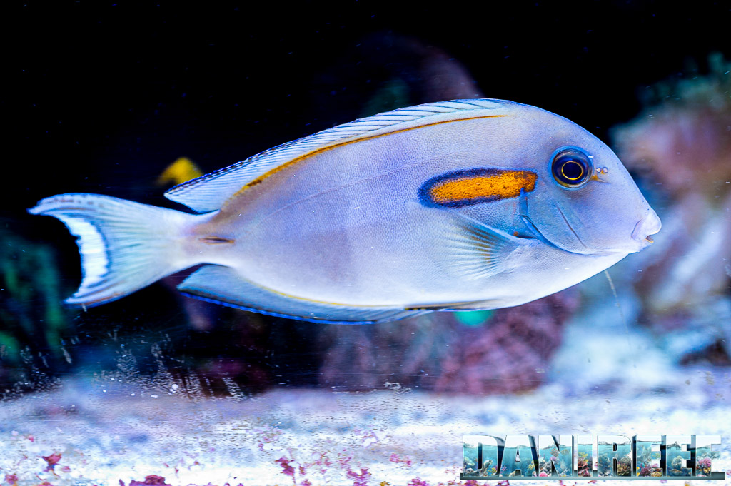 Acanthurus olivaceus
