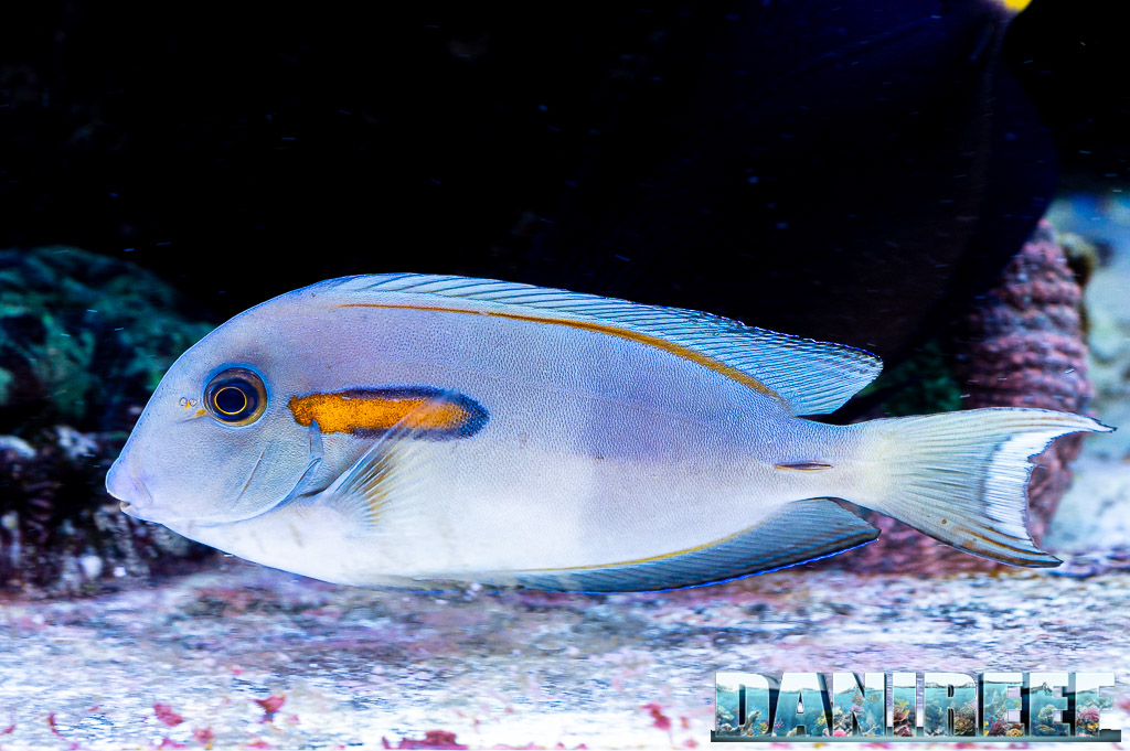 Acanthurus olivaceus