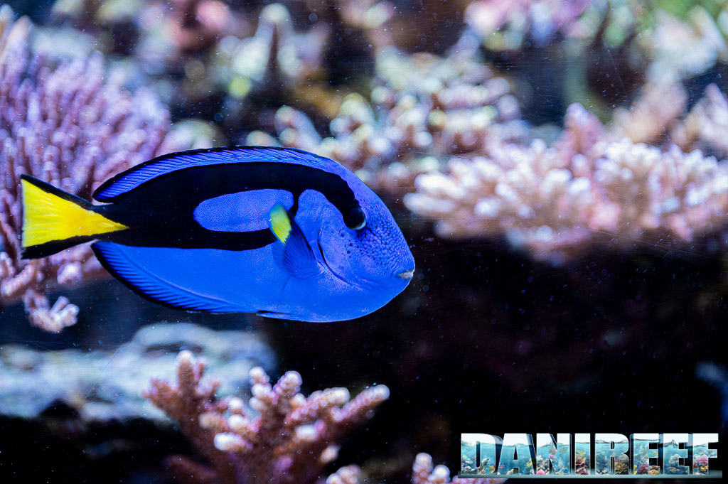 Paracanthurus hepatus