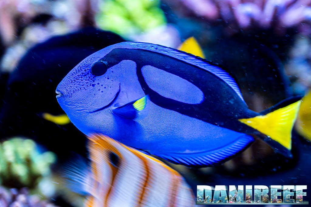 Paracanthurus hepatus
