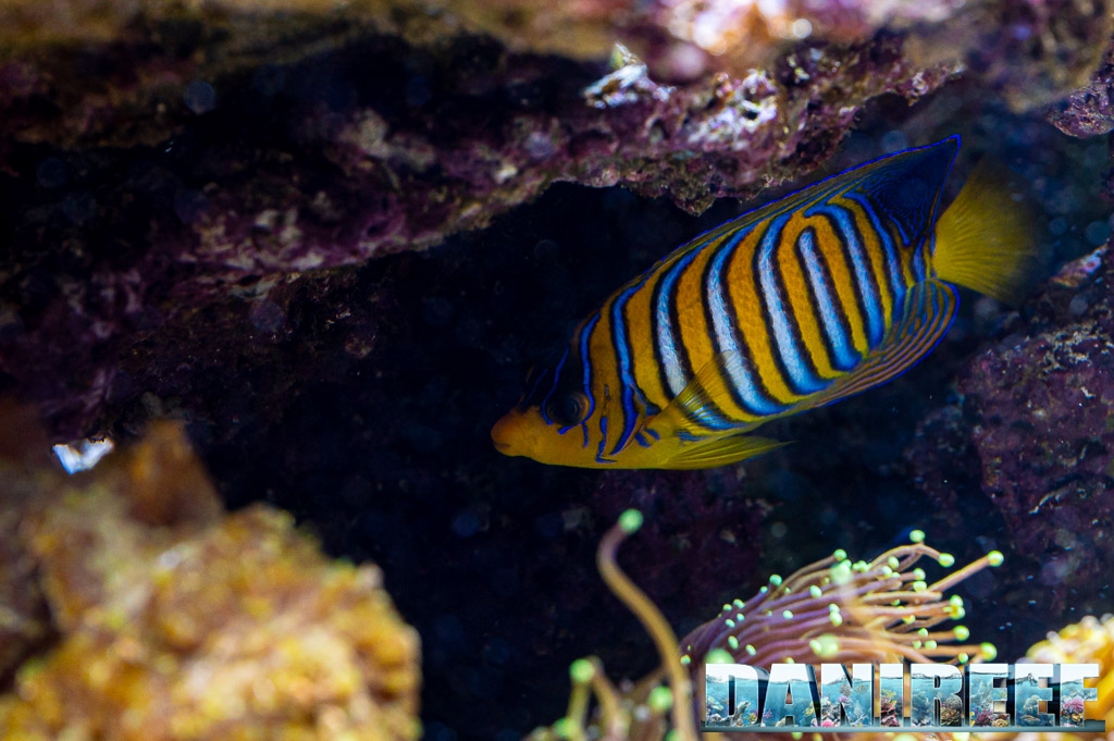 Pygoplites diacanthus