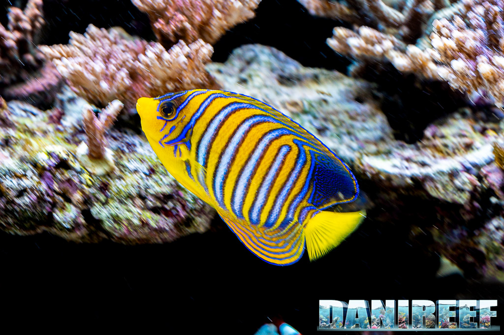 Pygoplites diacanthus