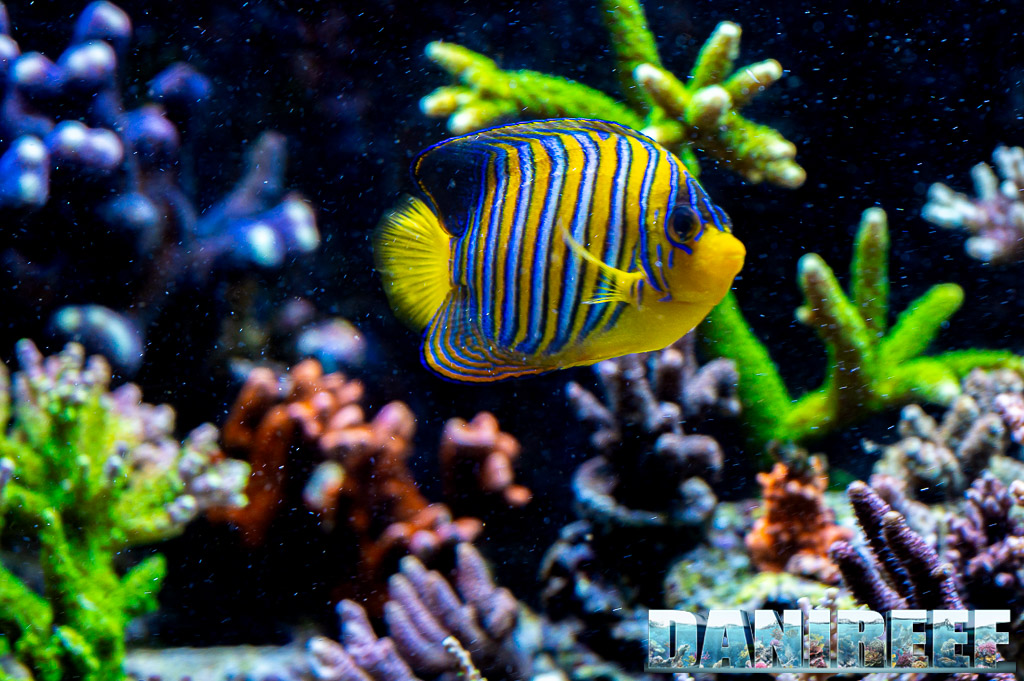 Pygoplites diacanthus