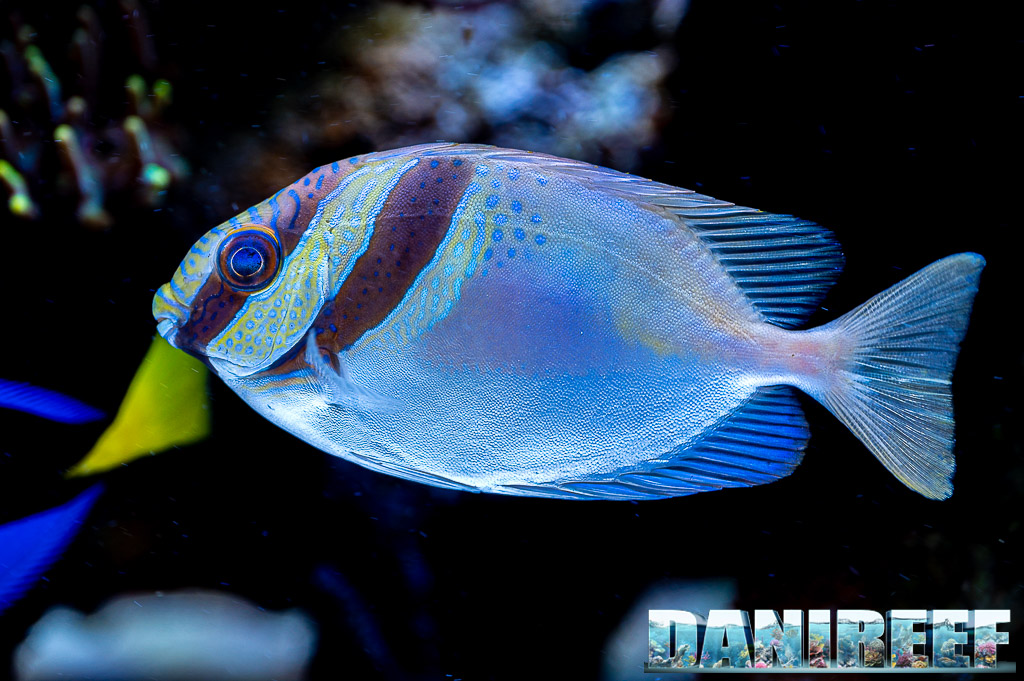 Siganus doliatus