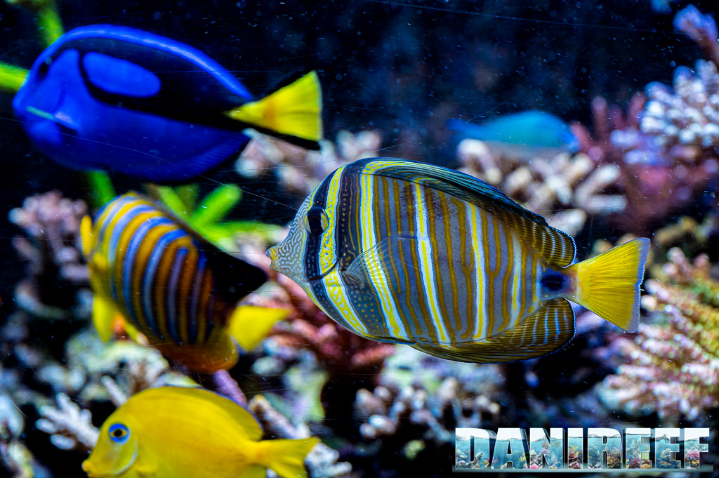 Zebrasoma desjardinii