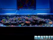 Pasquale Ruocco has one of the most beautiful marine aquariums in Italy