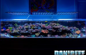 Pasquale Ruocco has one of the most beautiful marine aquariums in Italy