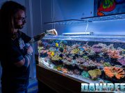 DaniReef is back con i 10 articoli più letti nel 2024. Buon Anno