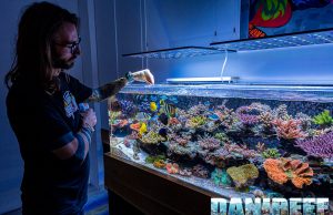 DaniReef is back con i 10 articoli più letti nel 2024. Buon Anno