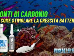 Fonti di carbonio in acquari marini: guida pratica tra vodka aceto zucchero e prodotti commerciali Fonti di Carbonio