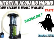 Nitriti e macroalghe
