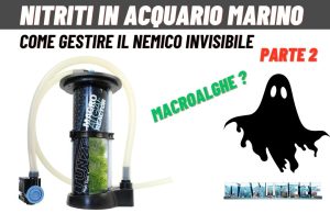 Nitriti e Macroalghe: il legame nel ciclo dell’azoto in acquario marino Nitriti e macroalghe