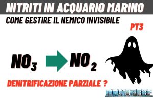 Denitrificazione incompleta: il processo che alza i nitriti in acquario Nitriti