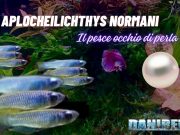 Aplocheilichthys Normani: Il Pesce Occhio di Perla Perfetto per il Tuo Acquario