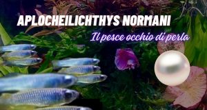 Aplocheilichthys normani: il pesce occhio di perla per nano acquari Aplocheilichthys Normani: Il Pesce Occhio di Perla Perfetto per il Tuo Acquario