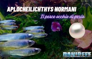 Aplocheilichthys normani: il pesce occhio di perla per nano acquari Aplocheilichthys Normani: Il Pesce Occhio di Perla Perfetto per il Tuo Acquario